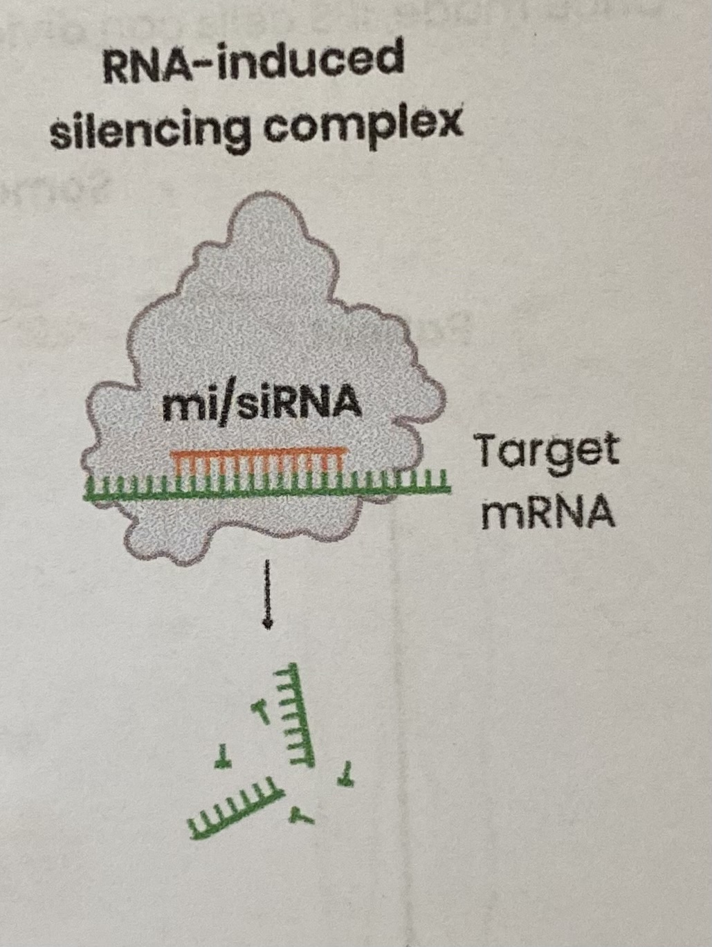 <ol><li><p><strong>Small interfering RNA </strong>(siRNA) or <strong>micro-RNA</strong> (miRNA) is incorporated into/ binds to a <strong>protein</strong>, forming an <strong>RNA-induced silencing complex</strong> (<strong>RISC</strong>)</p></li></ol><ul><li><p>siRNA synthesised as double-stranded RNA→ 1 strand incorporated</p></li><li><p>miRNA synthesised as a double-stranded haripin bend of RNA→ both strands incorporated</p></li></ul><ol start="2"><li><p><strong>Single-stranded</strong> miRNA/ siRNA within RISC <strong>binds</strong> to <strong>target mRNA</strong> with a <strong>complementary base sequence</strong></p></li><li><p>This leads to <strong>hydrolysis</strong> of mRNA into fragments which are then <strong>degraded</strong> OR prevents <strong>ribosomes</strong> binding</p></li><li><p><strong>Reducing/ preventing translation</strong> of target mRNA into protein</p></li></ol><p></p>