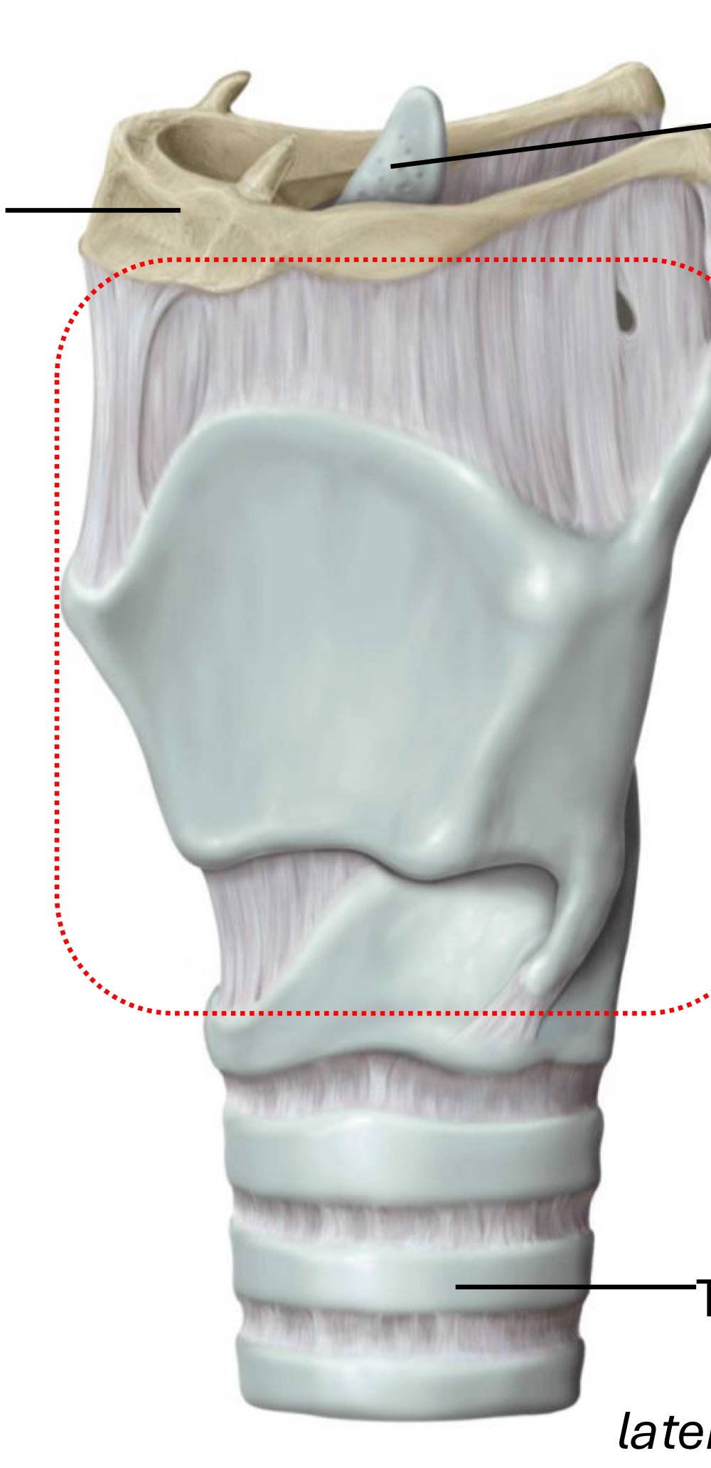 <p>Fill in the blank</p>