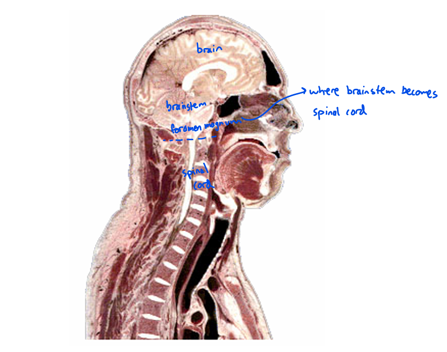 <ul><li><p><em>begins</em> as continuation of brainstem at <strong>foramen magnum</strong>(gateway b/n brain and spinal cord) and <em>ends </em>around L1-L2 disc</p></li><li><p>located in upper 2/3 of <strong>vertebral canal</strong>(long tunnel formed by all vertebrae stacked on top of each other)</p></li><li><p>each <strong>spinal segment </strong>gives rise to one left and one right spinal nerve</p></li></ul><p></p>