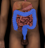 <p>extends form the end of the ileum to the anus, absorption of water and electrolytes, storage of undigested material until it can be expelled</p>