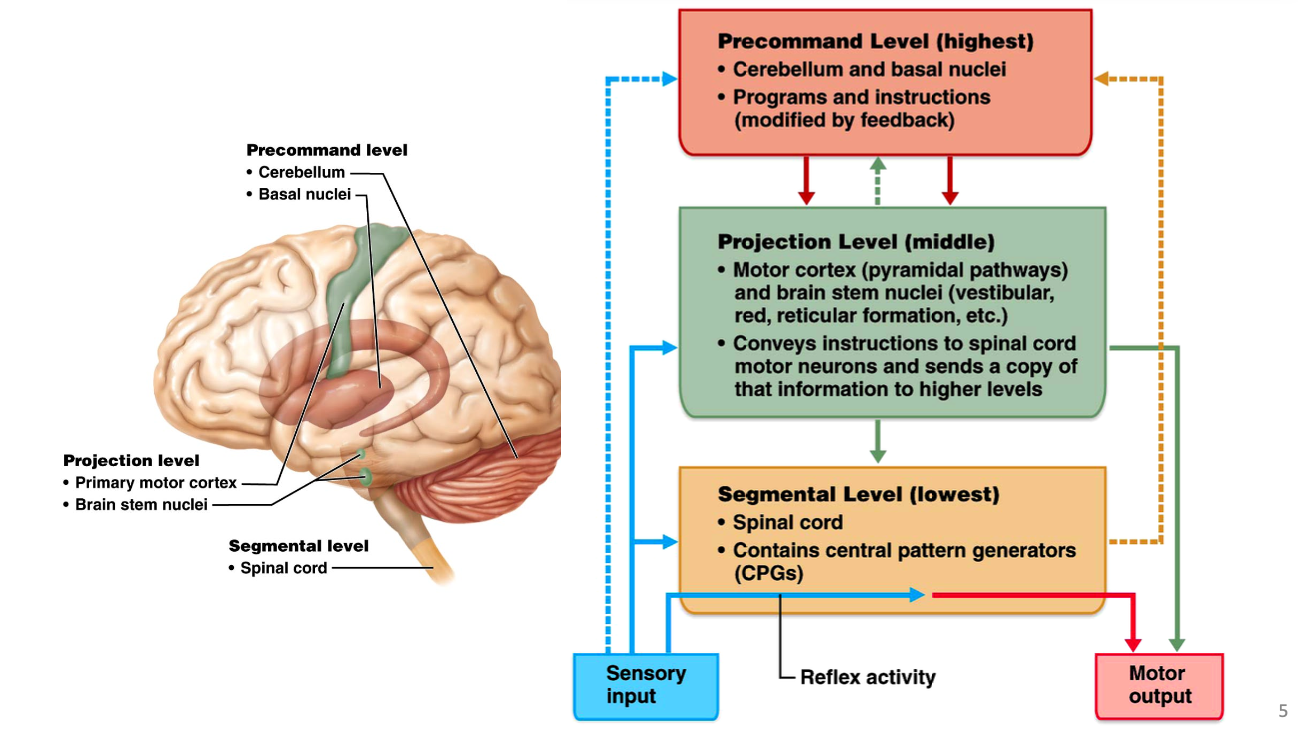 <p><span>The cerebellum calculates and refines the details of a movement. It then sends this signal to the </span><strong>motor cortex</strong><span>. The motor cortex sends the final command down the </span><strong>spinal cord</strong><span> to the </span><strong>muscle</strong><span> to cause movement.</span></p>