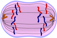 <p>Identify the phase of mitosis</p>