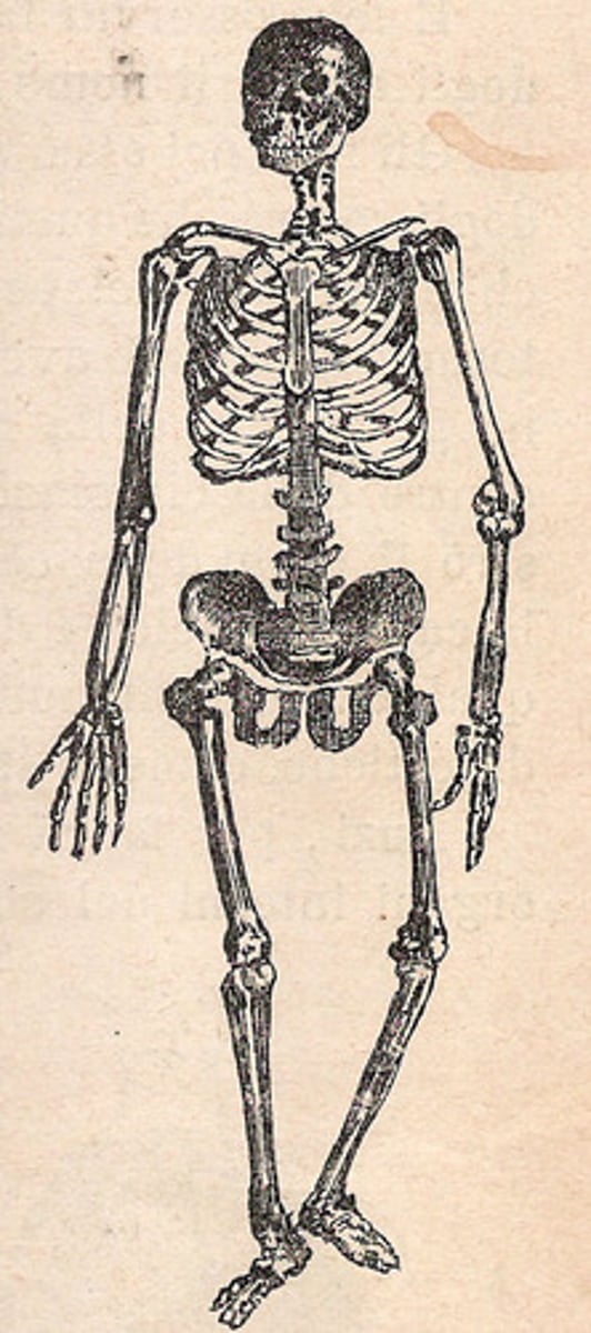 <p>all of the bones in your body.</p>