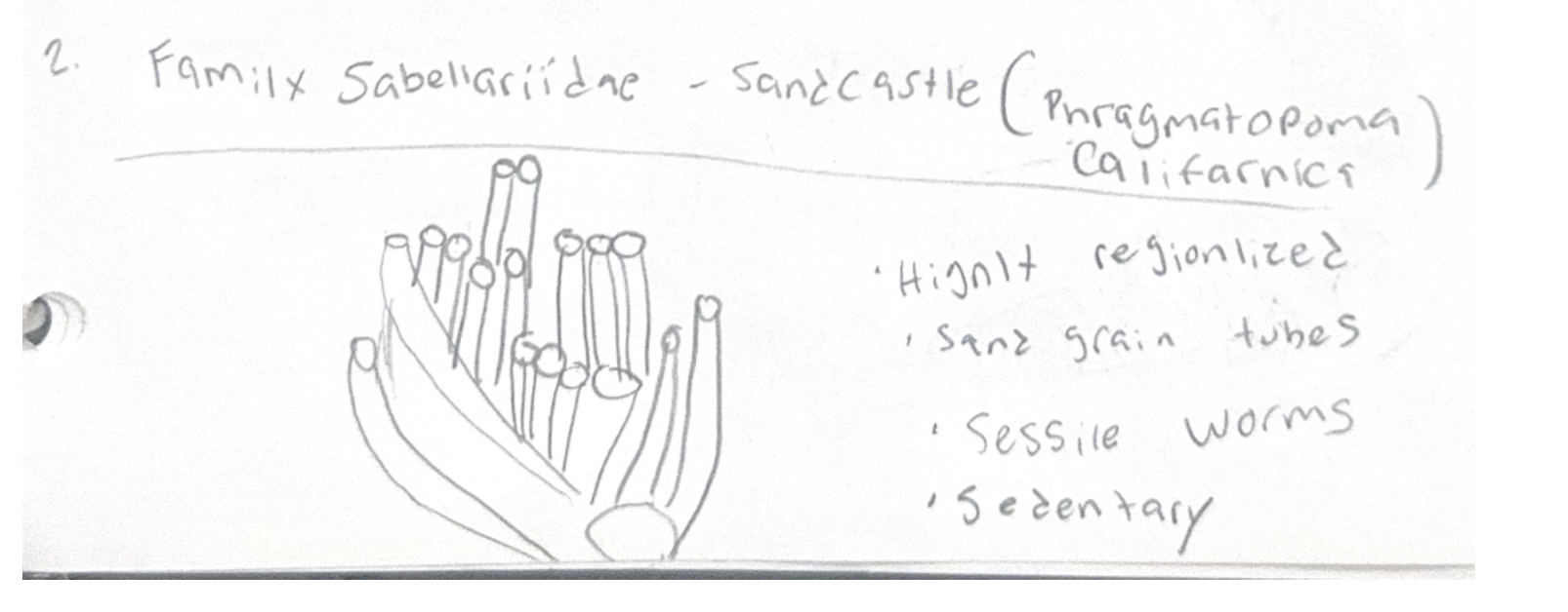 <p>tubes using their tentacles to catch sand grains in the surf, then gluing them together using secreted proteins</p><p></p><p>highly regionlized, sand grain tubes, sessile worms, sedentary</p>