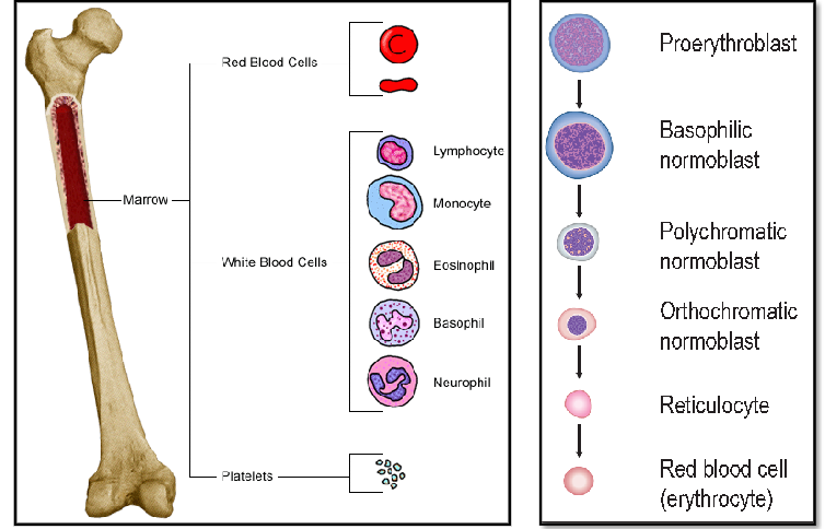 <p>Erythropoiesis DIAGRAM Labelled</p>