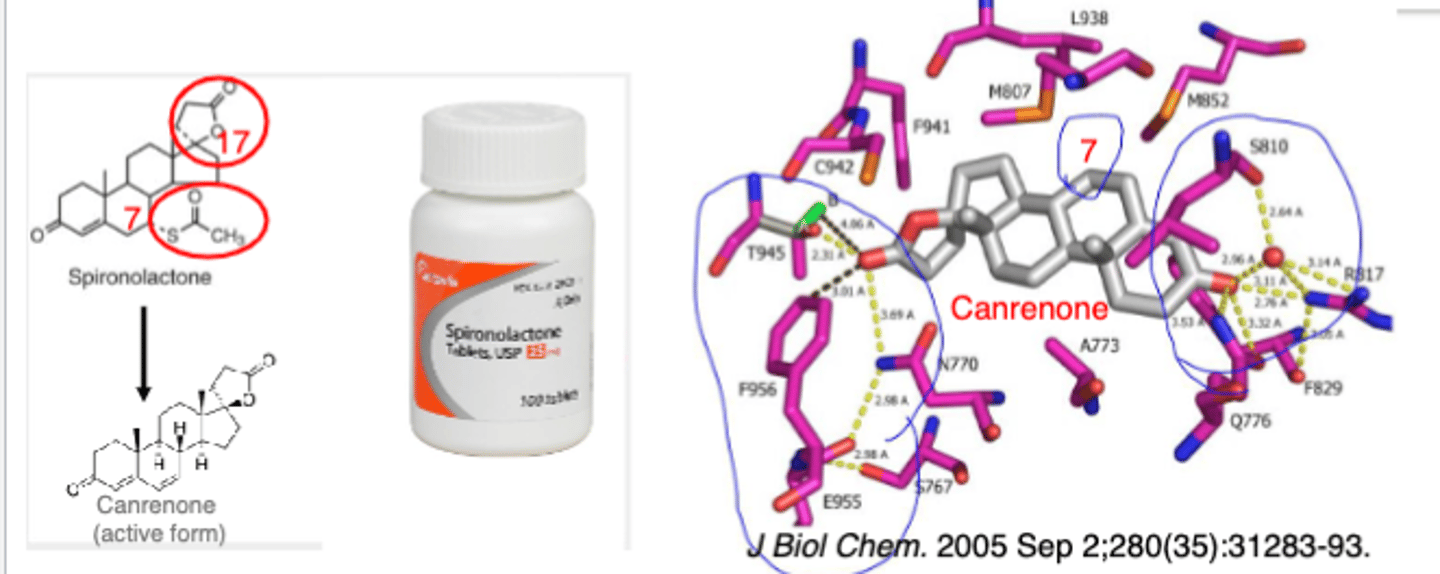 <p>• Metabolized into a major active metabolite, canrenone which is more potent </p><p>• Its MR antagonist activity depends on the presence of a γ-lactone ring on C-17 and the cyclohexanone (blue circles)</p><p>• Can cause hyperkalemia </p>