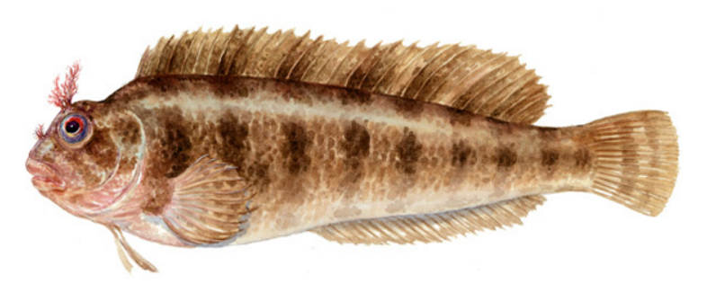 <p>1 continuous dorsal fin, cirri above eyes, sit on rocks, more compressed bodies</p>