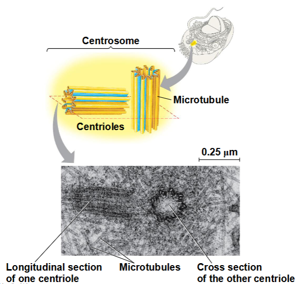 <p><span data-name="black_small_square" data-type="emoji">▪</span> In dierlijke cellen groeien microtubuli uit een</p><p>centrosoom in de buurt van de celkern</p><p><span data-name="black_small_square" data-type="emoji">▪</span> In dierlijke cellen heeft het centrosoom een paar</p><p>centriolen, die elk negen tripletten van microtubuli bevatten</p><p>die in een ring zijn gerangschikt</p>