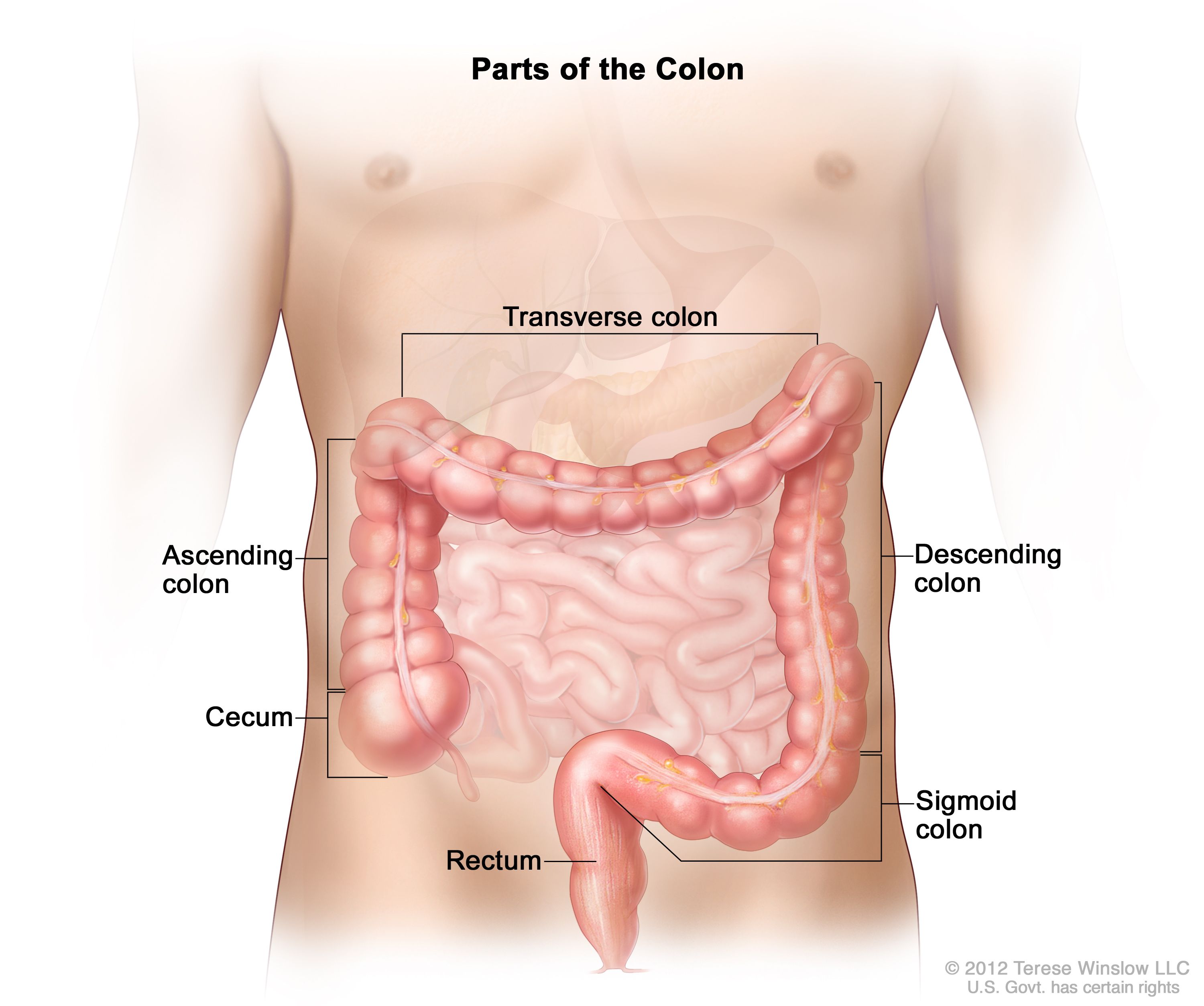 <p>Another term for large intestine</p>