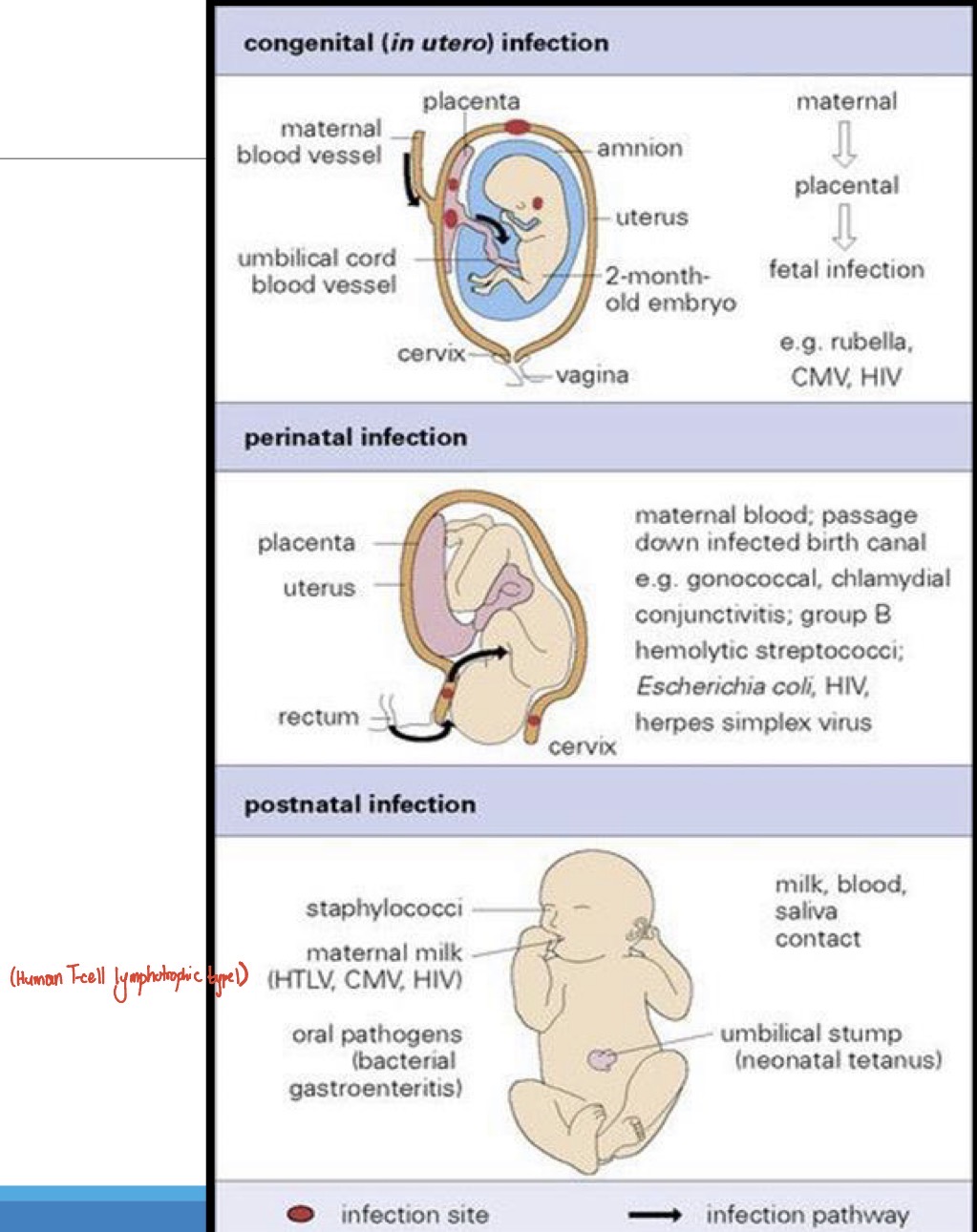 knowt flashcard image