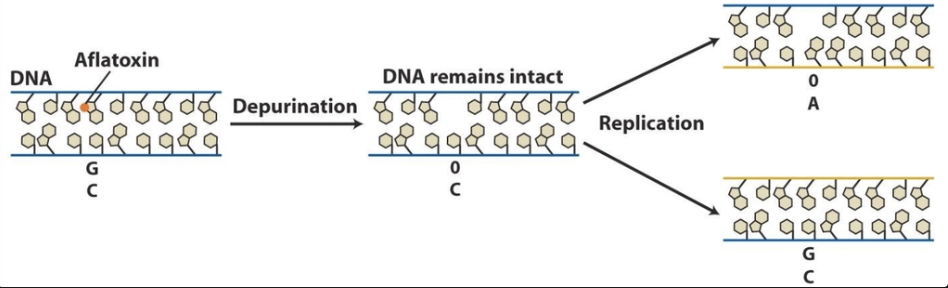 <p>aflatoxin B1, leads to apurinic site via depurination event</p>