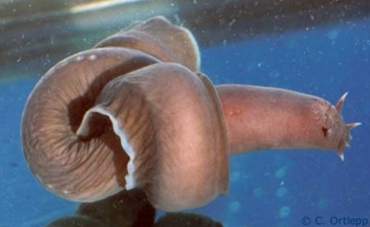 <p>Phylum<br>Subphylum<br>Class</p>