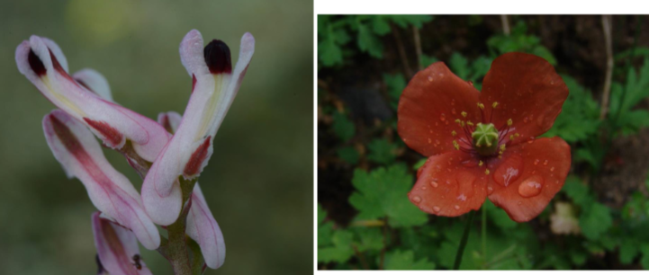 <ul><li><p><span>kruidachtige planten, vaak met <u>melksap</u></span></p></li><li><p><span>Bladeren verspreid, onderste soms in rozet, bladschijf gedeeld, gelobd of samengesteld</span></p></li><li><p><span>bloeiwijze bloemen alleenstaand of in schermen (papavers) of in tros<br>(Fumaroideae)</span></p></li><li><p><span>bloemen tweeslachtig, met straalsymmetrie (papavers) of 2-zijdig symmetrisch<br>(Fumaria), kelk met 2 vrije kaduke kelkbladen; kroon 4 vrije kroonbladen (1 met spoor bij Fumaria)</span></p><ul><li><p><span>meeldraden talrijk (Papaveroideae) of 2 (Fumaroideae)</span></p></li><li><p><span>vruchtbladen 2-20</span></p></li><li><p><span>vergroeid</span></p></li><li><p><span>vruchtbeginsel bovenstandig</span></p></li><li><p><span>doosvrucht met onvolledige schotten, soms dopvrucht</span></p></li></ul></li></ul><p></p>