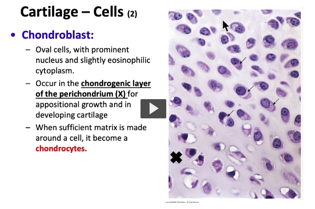 <p>Developing chondroblasts are found near the perichondrium demarcated by the X on the image, in what is known as the chondrogenic layer. </p><p>These chondroblasts then differentiate into chondrocytes, which can be found in the mature cartilage tissue. </p><p>stopped at 1:50 of the video. </p>