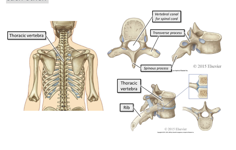 <p>The 12 thoracic vertebrae make up the posterior element of the thoracic cage. They articulate with the ribs and with each other.&nbsp;</p>