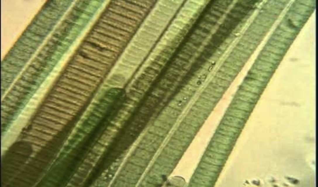 <p>What cyanobacteria is this?</p>