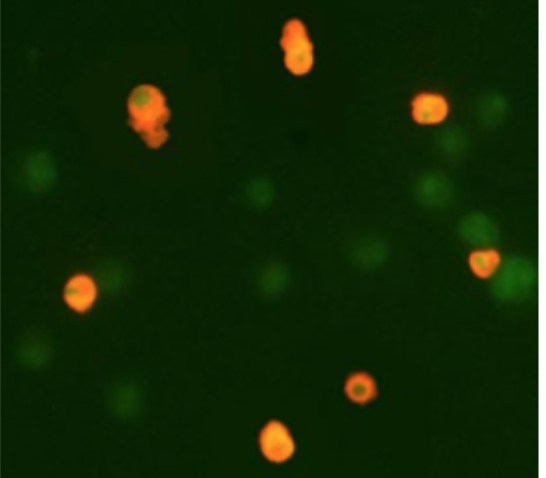 <p>Påvisning af fx <strong>kløvet caspase-3</strong>.</p>