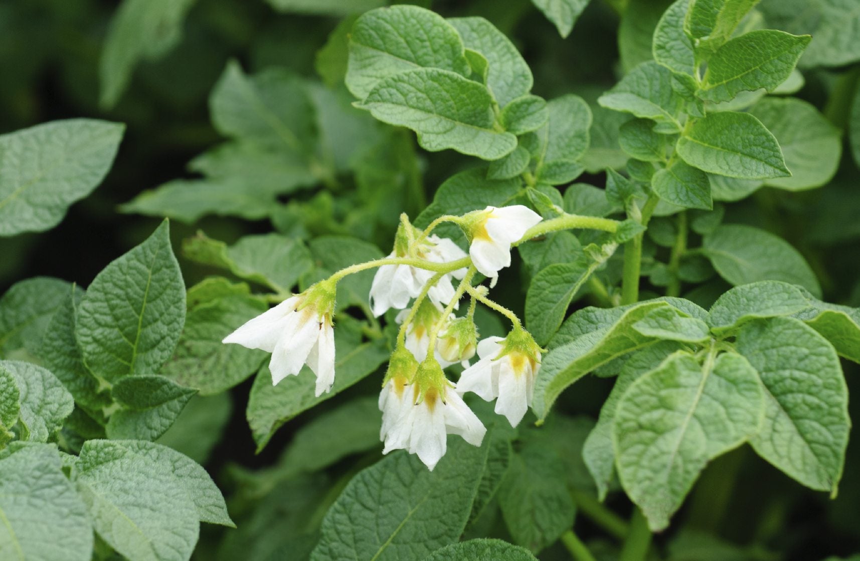 <p>The genus name for nightshade species is __________.</p>