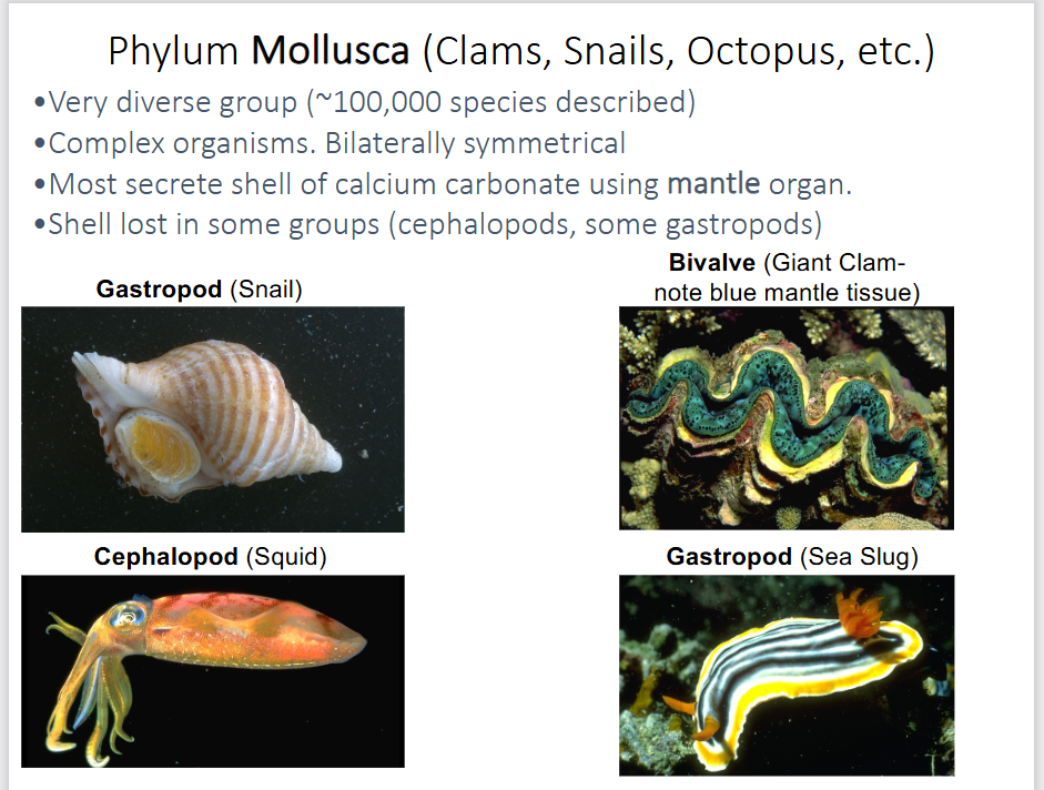 <p>-very diverse group (~100,000 species)</p><p>-complex organisms</p><p>-bilateral symmetry</p><p>-most secrete shell of calcium carbonate using mantle organ</p><p>-shell lost in some groups (cephalopods, some gastropods)</p><p>-muscular foot for locomotion</p><p>-strongly modified in cephalopods (octopus and squids) into tentacles</p><p>-most with rigid exoskeleton</p>