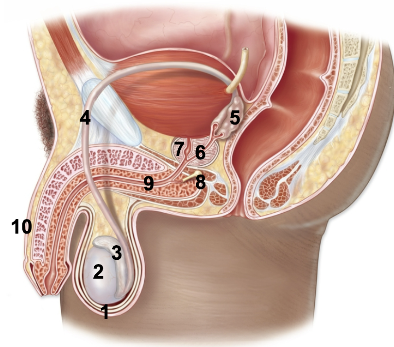 <p>1. Scrotum</p><p>2. Testis</p><p>3. Epididymis</p><p>4. Ductus (vas) deferens</p><p>5. Seminal vesicles</p><p>6. Ejaculatory duct</p><p>7. Prostate gland</p><p>8. Bulbourethral gland</p><p>9. Urethra</p><p>10.Penis</p>