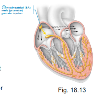 <ul><li><p>rate = 100 APs/min (modified by PSP to be 75 APs/min at rest) </p></li><li><p>produced APs faster than other areas therefore is the <strong>pacemaker</strong></p></li></ul><p></p>