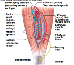 <p>A receptor that detects muscle length.</p>