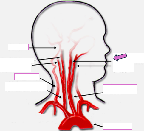 <p>Based on the indicated area, identify this vessel</p>