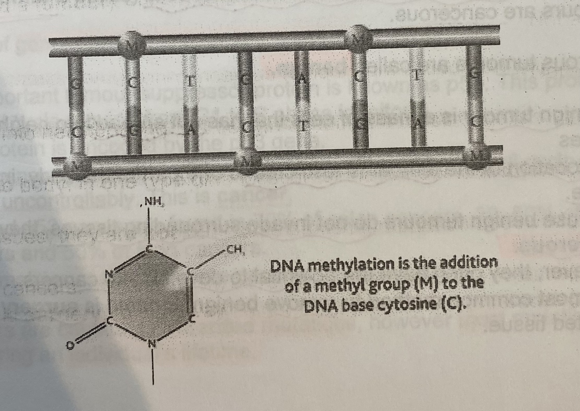 <ul><li><p><strong>Methyl</strong> groups added to <strong>cytosine</strong> bases in DNA </p></li><li><p>This results in <strong>decreased acetylation</strong> of histones</p></li><li><p>DNA wraps <strong>more tightly</strong> around histones- chromatin becomes <strong>more condensed</strong></p></li><li><p>Promotor regions become <strong>inaccessible</strong> to transcriptional factors </p></li><li><p>Transcription <strong>inhibited</strong></p></li><li><p>Genes are <strong>switched off </strong></p></li></ul><p></p>