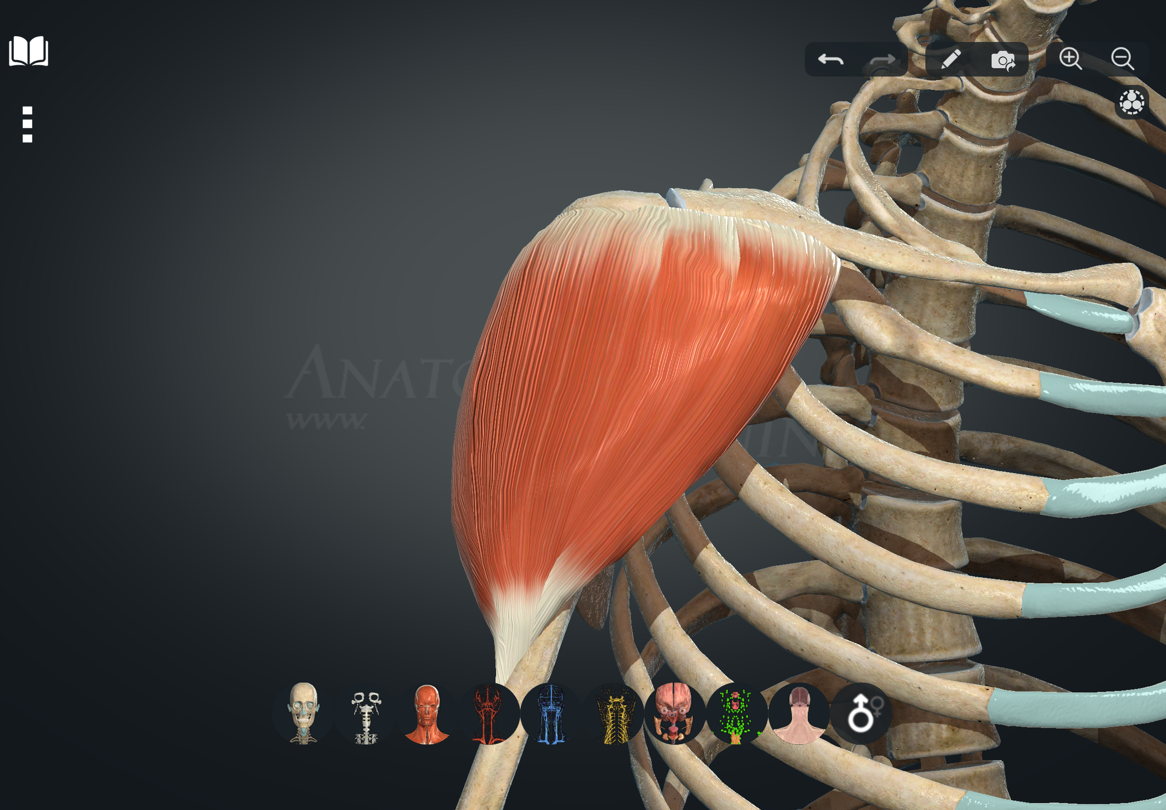term image