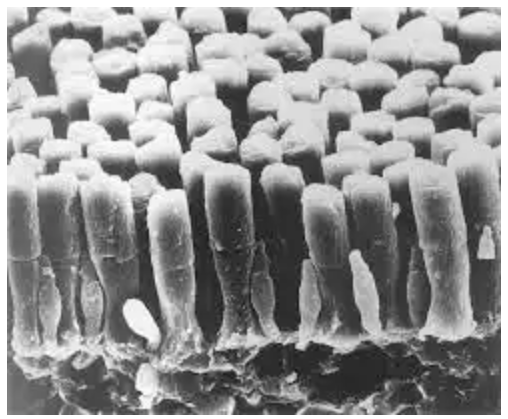 <p>Where are these cells located?</p>