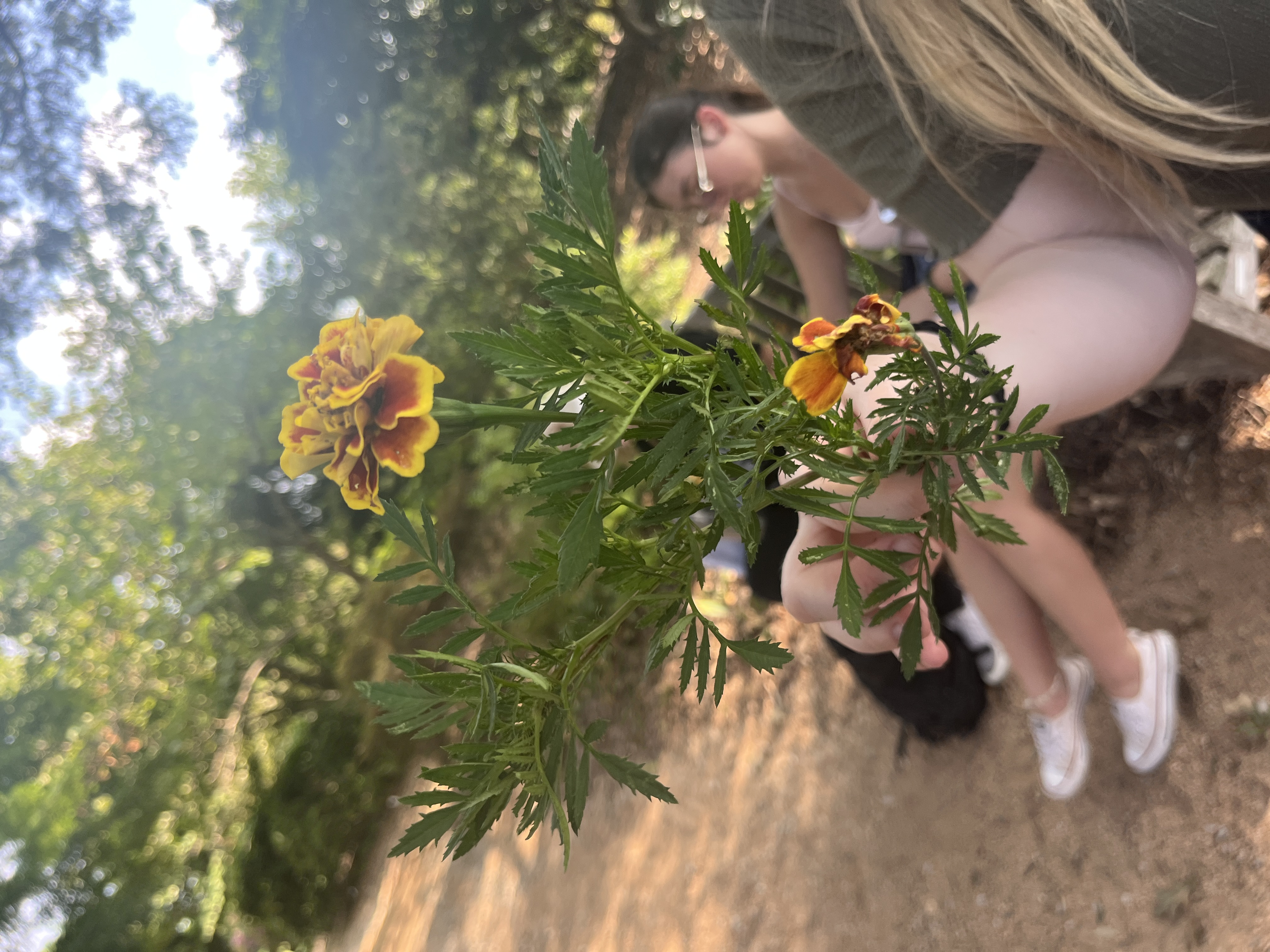 <p>marigold</p>