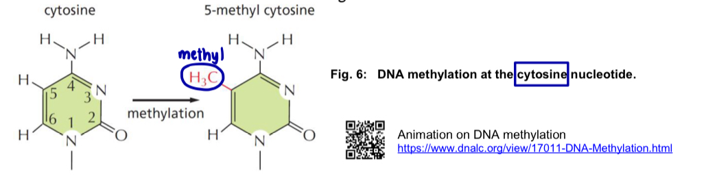 <ul><li><p>DNA can be covalently modified by the <strong>addition of methyl groups (CH3) </strong>to specific nucleotides after DNA replication </p></li><li><p>DNA methylation in vertebrate DNA is restricted to <strong>cytosine (C) </strong>nucleotides in the sequence <mark data-color="yellow" style="background-color: yellow; color: inherit;">5’— CG — 3’</mark> (known as <strong>CpG dinucleotides) </strong></p></li></ul><p>*CpG: cytosine linearly followed by guanine </p><ul><li><p>this process is catalysed by <strong>DNA methyltransferases </strong></p></li></ul><p>*DNA methylation is only for cytosine nucleotides </p><p>2 mechanisms to explain how DNA methylation represses gene expression: </p><ol><li><p>Methylation <mark data-color="blue" style="background-color: blue; color: inherit;">changes the 3D conformation of DNA</mark> and thus, <mark data-color="blue" style="background-color: blue; color: inherit;">prevents the binding of transcription factors</mark> to the promoter</p></li></ol><ul><li><p><u>transcription initiation</u> is <u>prevented</u> </p></li></ul><ol start="2"><li><p>Methylated DNA serves as <mark data-color="red" style="background-color: red; color: inherit;">recognition signals for </mark><strong><mark data-color="red" style="background-color: red; color: inherit;">methyl-CpG-binding proteins (MeCPs)</mark></strong> that, in turn, <mark data-color="red" style="background-color: red; color: inherit;">recruit other proteins such as </mark><strong><mark data-color="red" style="background-color: red; color: inherit;">histone deacetylases (HDACs) </mark></strong></p></li></ol><ul><li><p>HDACs modify chromatin in the region of the CpG island such that it becomes <u>more condensed </u></p></li><li><p>this <u>prevents binding</u> of the transcription factors and RNA polymerase </p></li><li><p><u>transcription initiation</u> is <u>prevented</u> </p></li></ul><p></p><p></p>