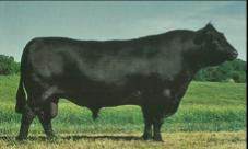 <p>British beef breed originating in Scotland known for producing highly palatable, high-quality meat.</p>