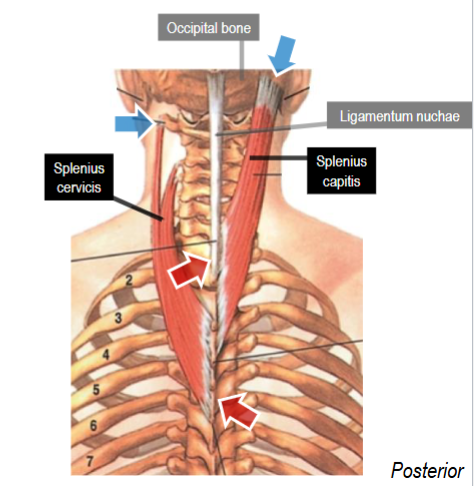 <p>Insertion: transverse processes of upper CVs</p><p>Action: extend vertebral column bilaterally, laterally flex and rotate vertebral column to same side unilaterally (same as splenius capitis)</p>