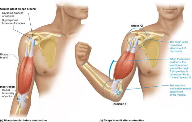 <p>What is a insertion for skeletal muscle?</p>