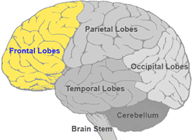 <p>Frontal Lobes</p>
