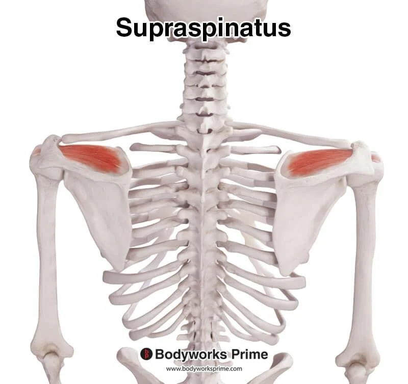 <p>Supraspinatus</p>