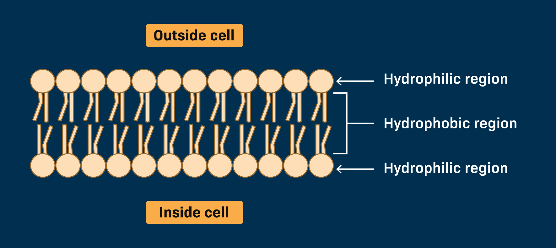 <p>The hydrophobic (water-fearing) part of the cell membrane consists of the <strong>nonpolar fatty acid tails</strong> of the phospholipid</p><ul><li><p><span><strong>Location:</strong> The two fatty acid tails point inward, meeting in the interior of the phospholipid bilayer to form a nonpolar core away from cellular water</span></p></li><li><p><span><strong>Function:</strong> This hydrophobic interior acts as a selective barrier. It lets small, nonpolar molecules (like CO2 and O2) pass through easily, but blocks ions and large polar molecules (like glucose)</span></p></li></ul><p></p>