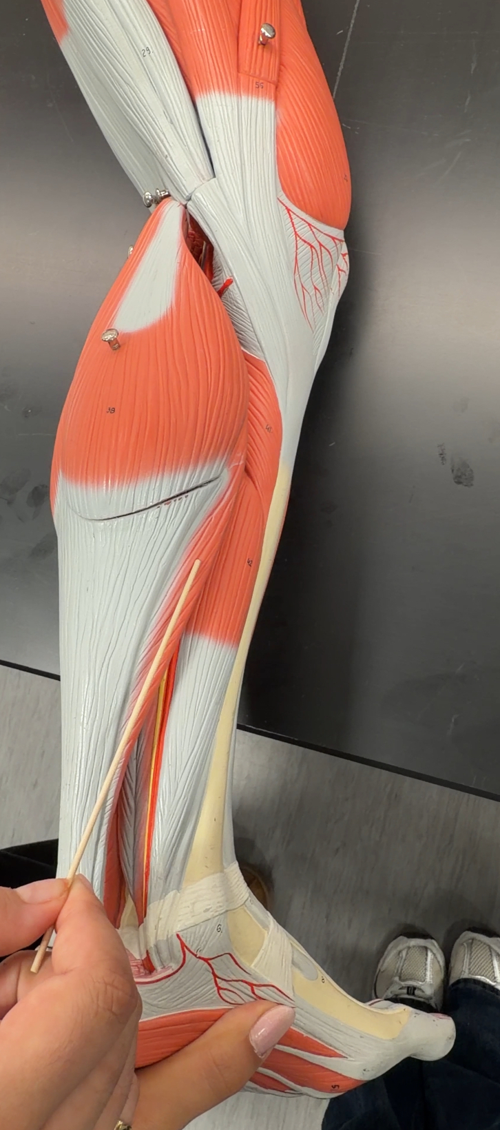 <p>name the muscle and its function</p>
