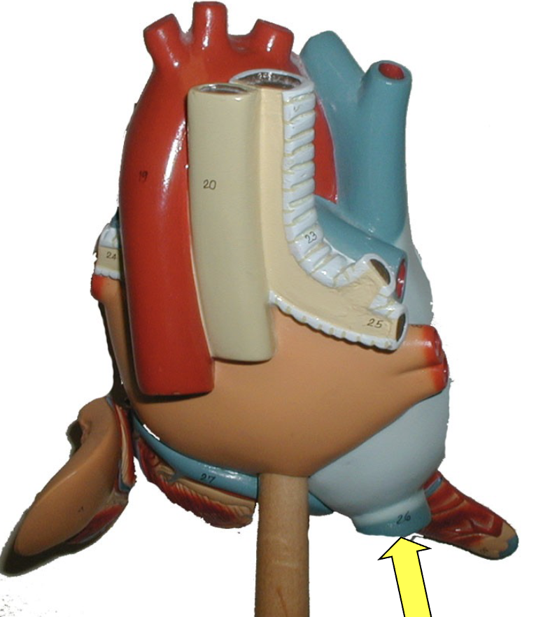<p>what part of the heart muscle is shown?</p>
