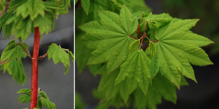 <p>7-9 lobed serrated leaves, grows either as a sprawling vine-like shrub or an upright small bushy tree, produces samaras</p>