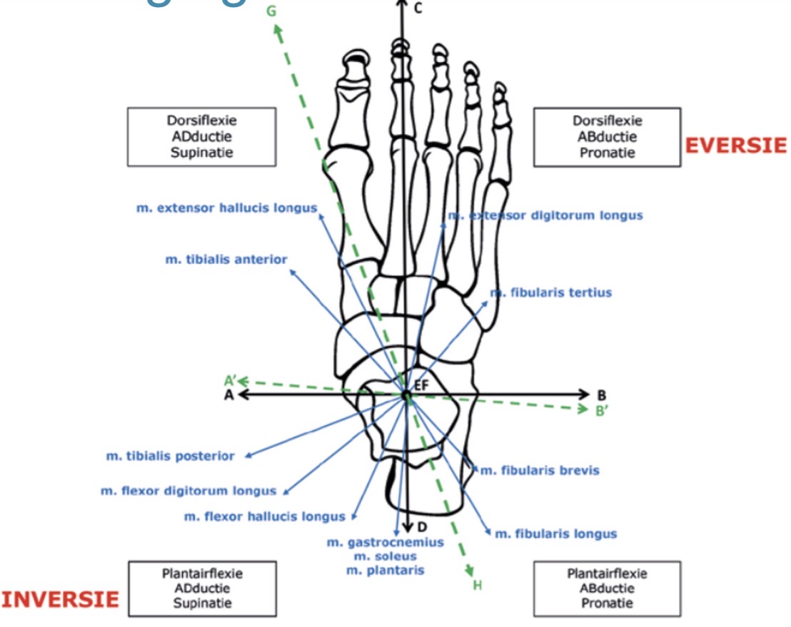 <p><span><span>In schema: welke spieren bijdragen tot die beweging.</span></span></p><p></p><p><span><span>Naast inversie en eversie ook andere bewegingen:</span></span></p><p><span><span>Dorsiflexie, adductie en supinatie</span></span></p><p><span><span>Of plantaire flexie, abductie en pronatie</span></span></p>