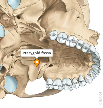 <p>Know the fossa</p>