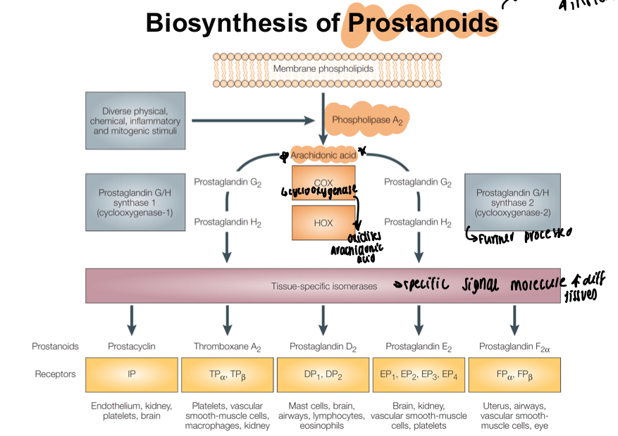 <ul><li><p>Physical, chemical or inflammatory stimuli stimulate phospholipase A2</p></li><li><p>Phospholipase a2 makes arachidonic acid </p></li><li><p>COX makes arachidonic acid into 2 molecules of prostaglandin g2</p></li><li><p>Prostaglandin g2 converted to prostaglandin h2 via prostaglandin G/H synthase 2</p></li><li><p>Made into different prostaglandins dependant on different tissues e.g., prostacyclin, thromboxane a2, prostaglandin d2, prostaglandin e2 </p></li></ul><p></p>