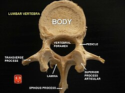 <p>Lumbar Vertebra</p><ul><li><p>5 Pairs</p></li></ul><p></p>