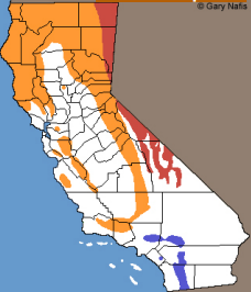 <p>Which Phrynosomatidae species? (hint: shoulder pads)</p>