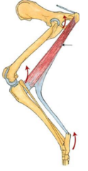 <p>insertion of indicated m (semitendinosus)</p>