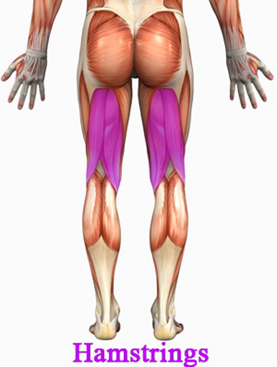 <p>Fleshy muscles of posterior thigh:</p><p>Biceps femoris, semitendinosus, semimembranosus</p><p>*All extend the thigh and flex the leg</p>