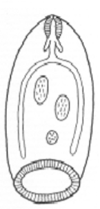 <p>What trematode body shape is this?</p>