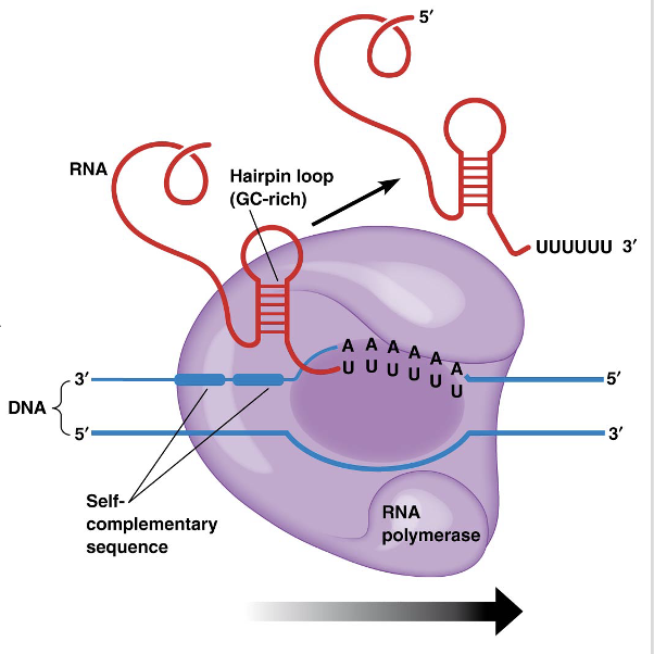 <ul><li><p><span>Elongation of the RNA chain proceeds until the RNA polymerase copies a sequence called the <strong>termination signal</strong></span></p></li><li><p><span>Many termination sequences contain a <strong>short GC-rich sequence </strong>followed by<strong> several U’s</strong></span></p></li><li><p><span>The GC region in the RNA forms a <strong>hairpin loop</strong> pulling the RNA molecule away from the DNA</span></p></li><li><p><span>Then the bonds between the U’s and the A’s of the template strand break, releasing the RNA</span></p></li></ul><p></p>